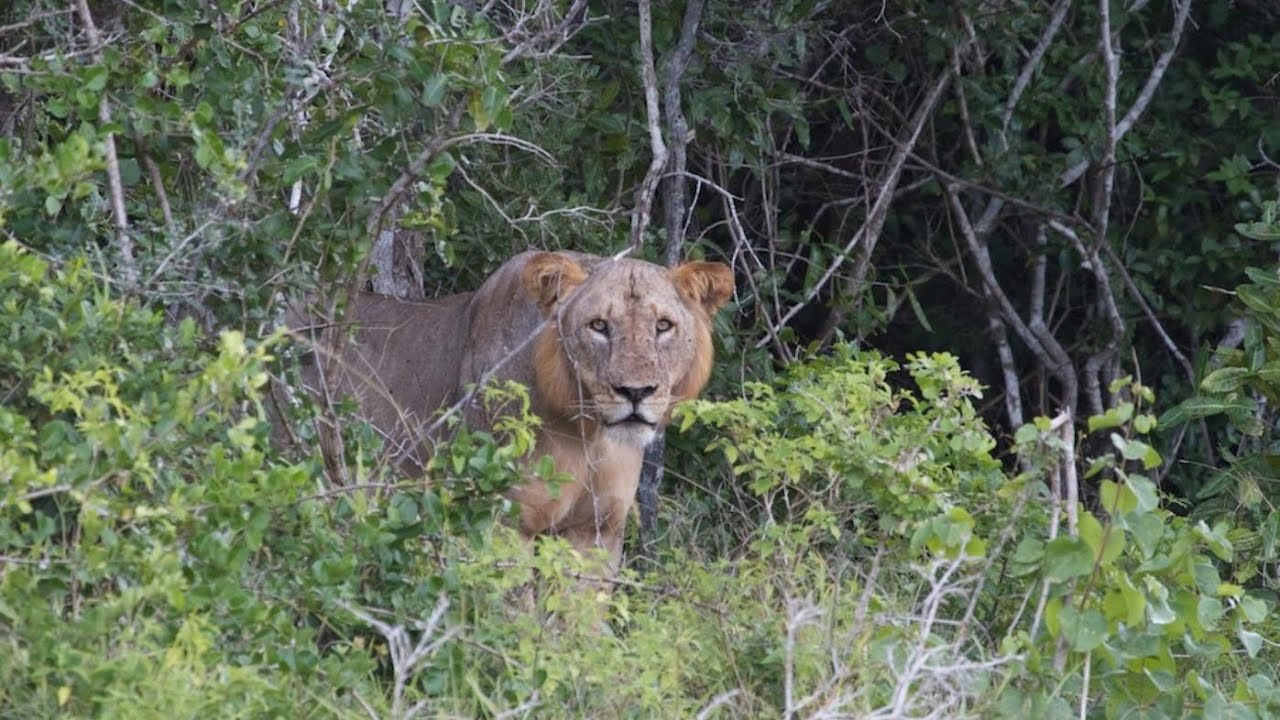 SOMALIA WILDLIFE. Bushbushle national Park duurjoogta somalia 