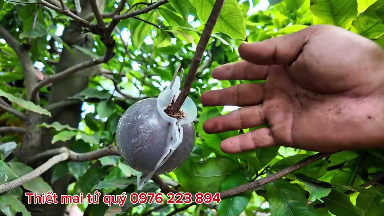 Kỹ thuật chiết cành trên cay mai vàng đầu dòng giống SIÊU BÔNG THIẾT MAI.