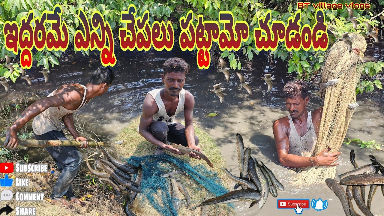 మేమిద్దరం చాలా చేపలు పట్టాము #villagevideos #penumudi #fish #dryfish #koramenu #hunting #villagevlog
