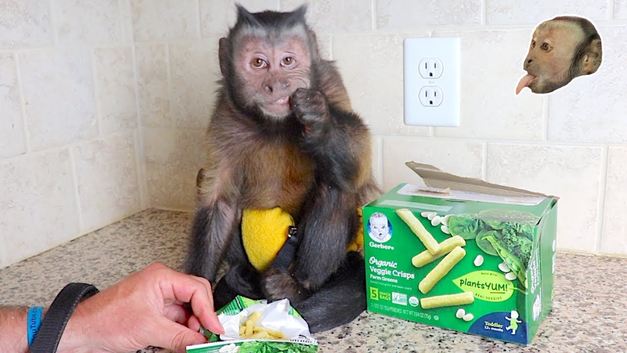 Capuchin Monkey LOVES Veggie Crisps!