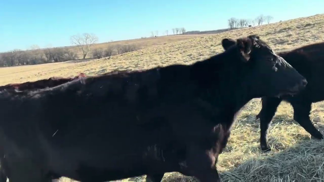 Winter time pasture fertility plan
