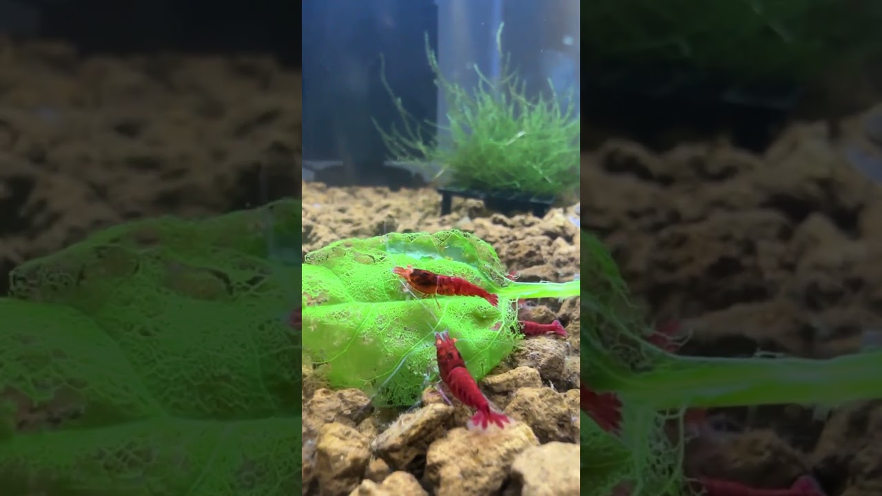 Feeding the shrimp Spinach