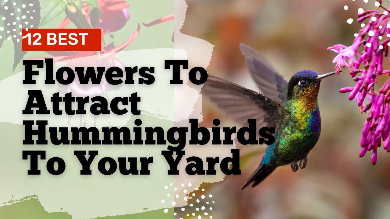 How To Attract Hummingbirds To Your Garden | Flowers To Attract Hummingbirds | Hummingbird Flowers
