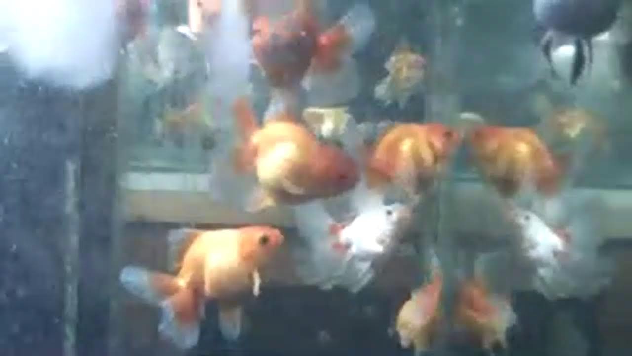 merah putih dalam air aquarium