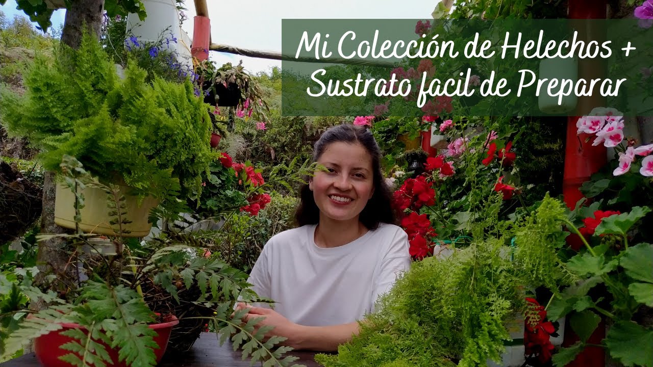 Mi pequeña colección de Helechos + sustrato fácil de preparar para los helechos | Jardín Diaz