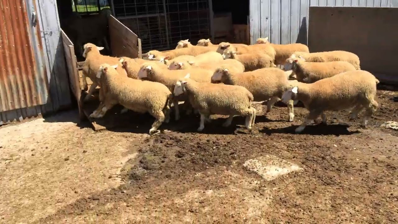 Ile-De-France ewe lambs.