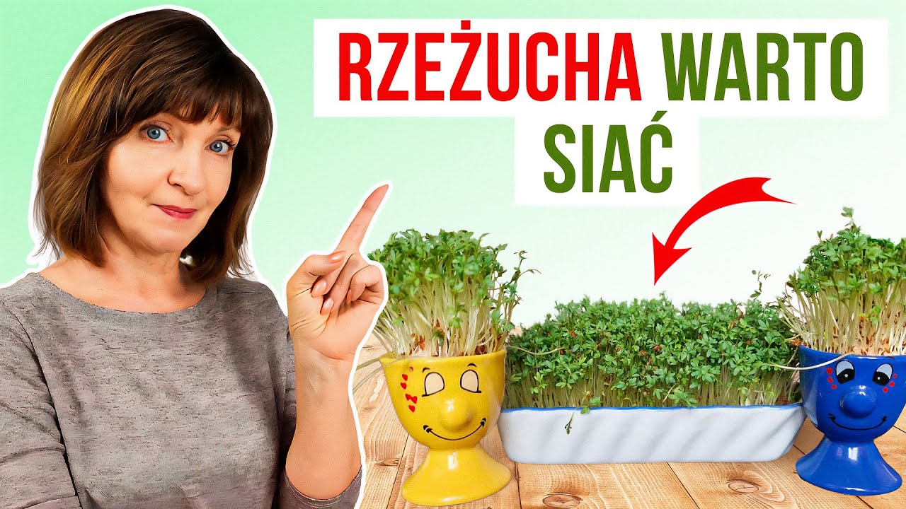 Rzeżucha na Święta i nie tylko. Jak łatwo uprawiać? 3 sposoby.