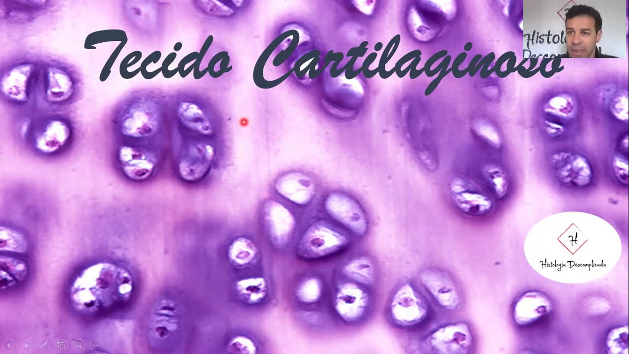 Tecido Cartilaginoso