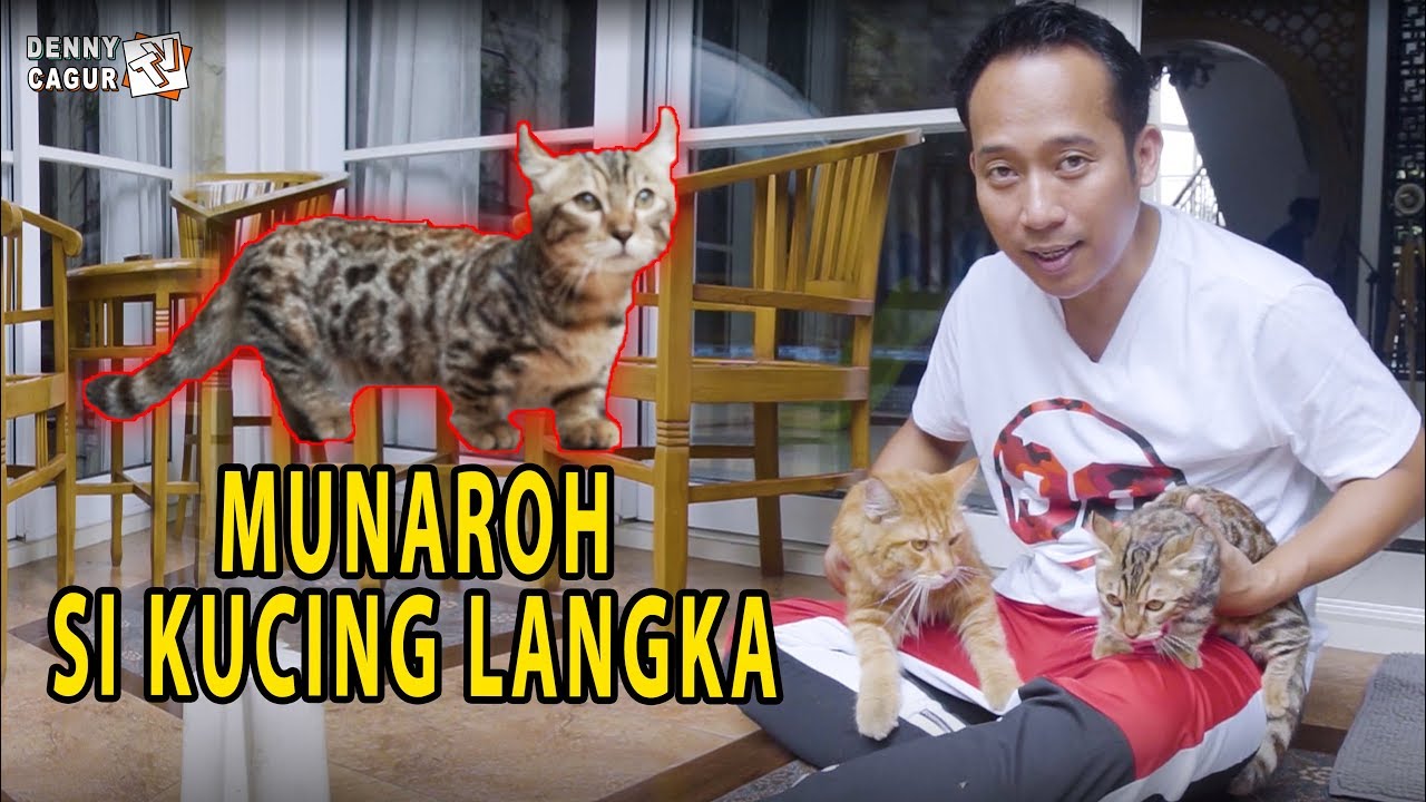 MAIN BARENG PELIHARAN BARU DARI ULAR PHYTON DAN MUNAROH SI KUCING LANGKA