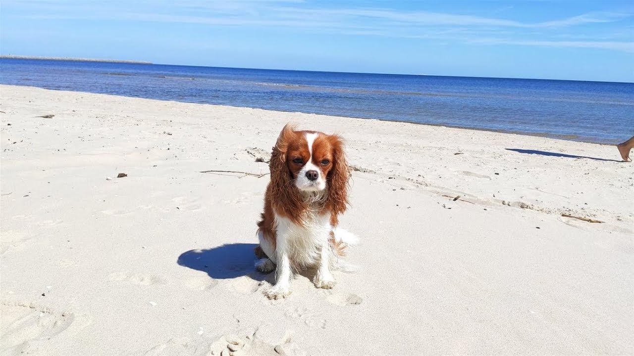 Polly i Flora - Spotkanie Cavalierów