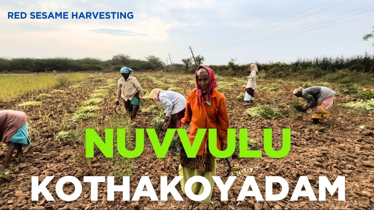 నువ్వుల కోత ఆలస్యం అవాడంతో పంట పండి గింజలు రాలి దిగుబడి తగ్గింది || Red sesame harvesting