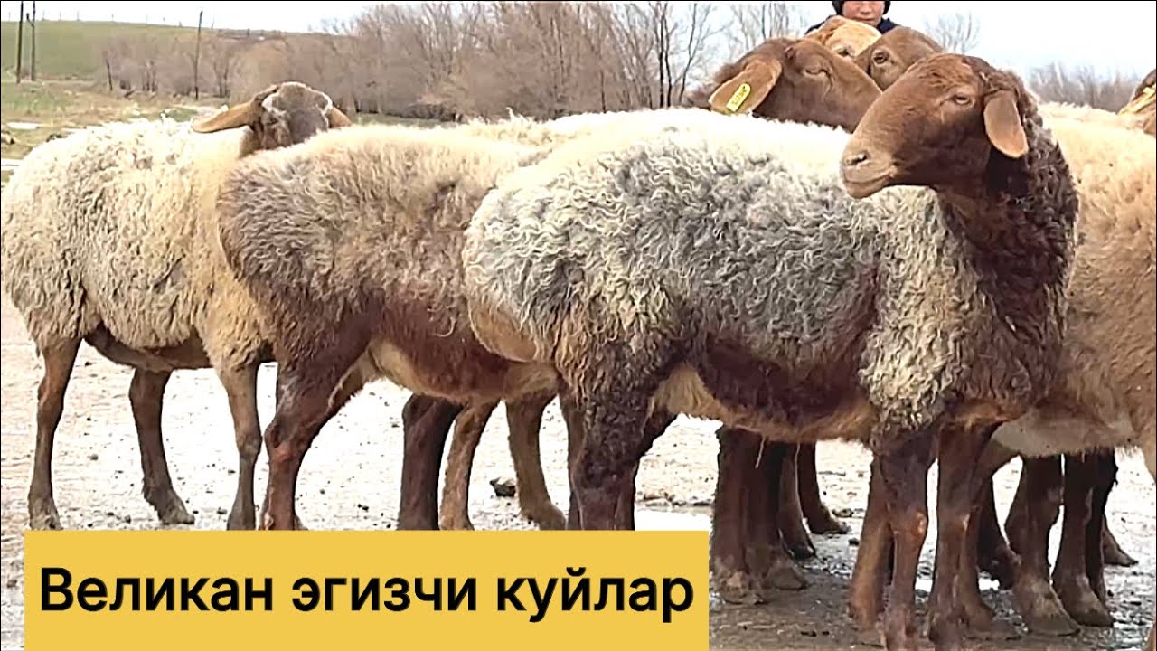 Великан эгизчи куйлар! 883100698☎️ 955860040☎️ 970703036☎️