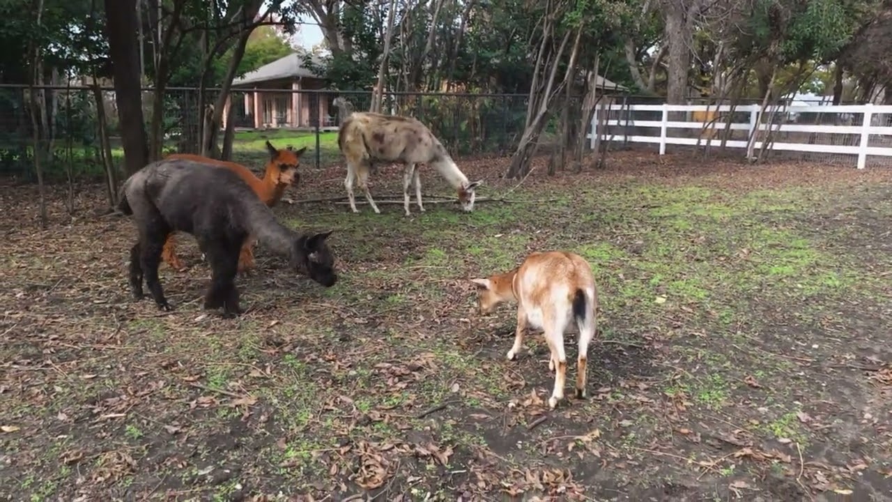 This Goat Is NOT Sharing 🐐💥 | Goat vs Alpacas Funny Farm Short