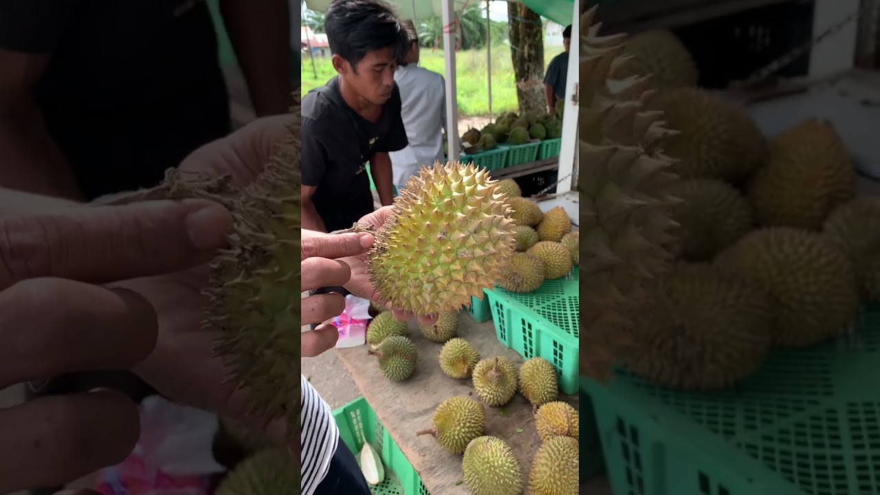 Berburu durian di kalimantan 🤤