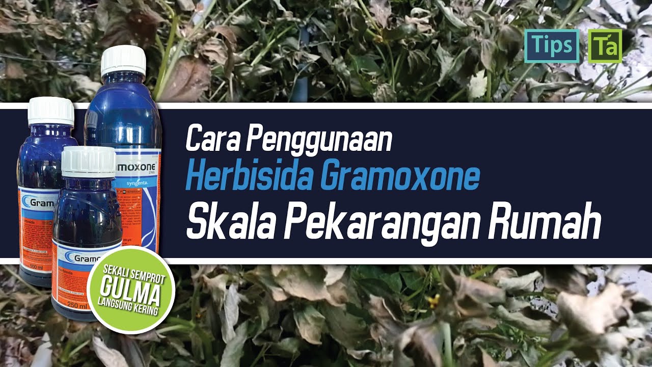 CARA MENGGUNAKAN HERBISIDA GRAMOXONE, UNTUK SKALA RUMAH