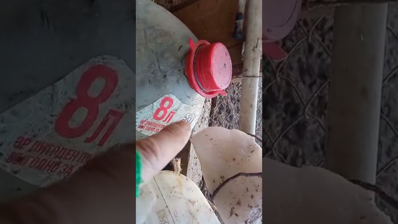 36.Қыс айында тауықтар өз жұмыртқасын жеп қою себебы.