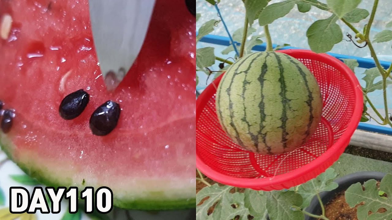 Урожай арбузов 2022🍉❤️