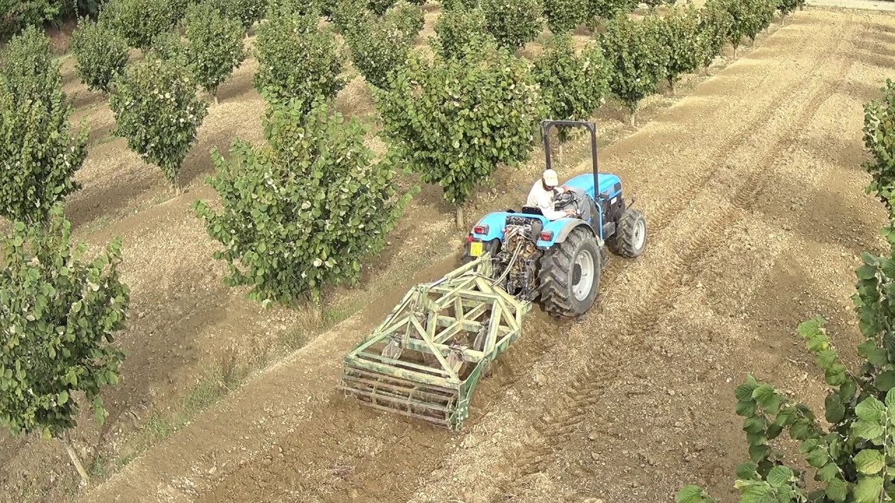 ripuntatura nocciole con ripuntatore ad ancore curve tirannoripper rex e landini rex 100