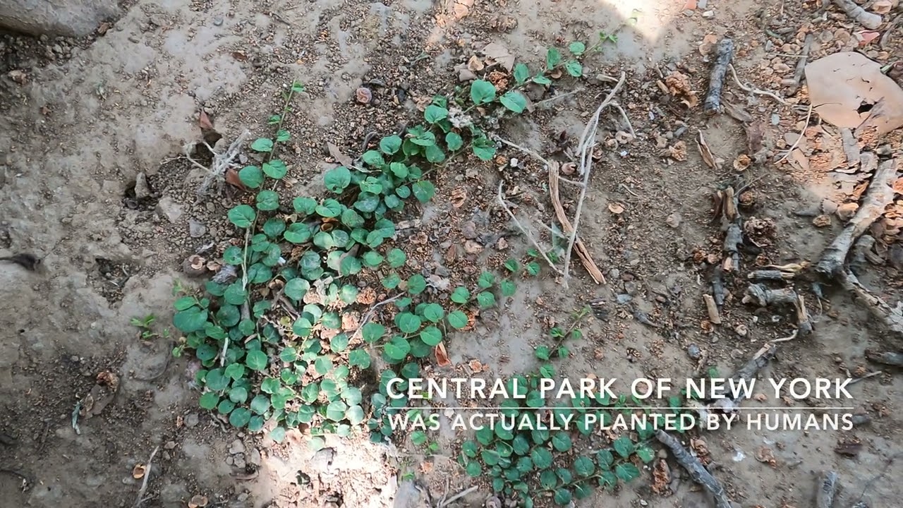 Walk with me | Ep. 8 - Delhi Misc | The Once Very Scary Buddha Jayanti Park - C. Delhi Ridge | India