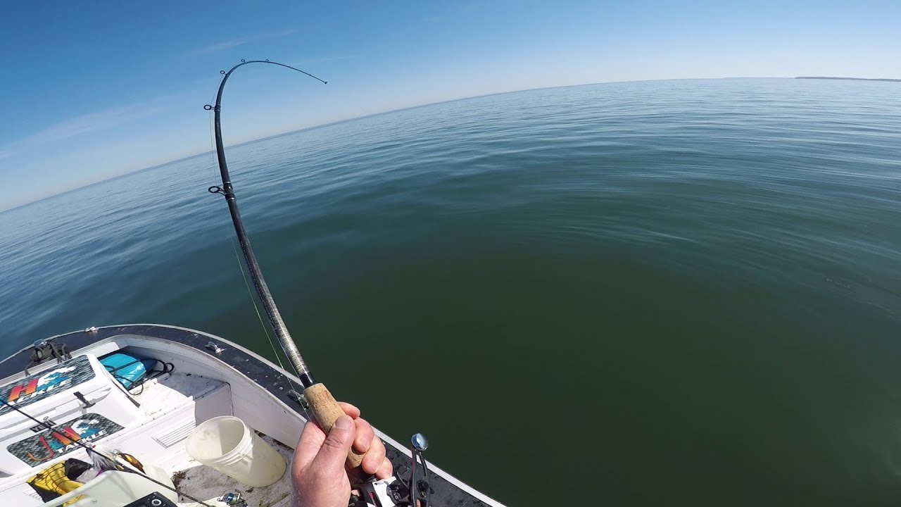 Fluke (Flounder) Jig Fishing Catches 3 Species Limit!