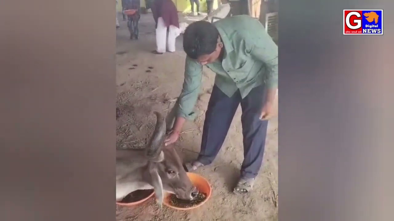Donors in Virpur Weed, Panjarapol, killed the stray animals #video #virpurvid.