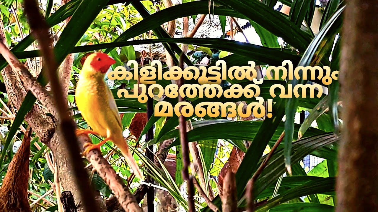 കിളികൾക്ക് തണലേകുന്ന മരങ്ങൾ Aviary