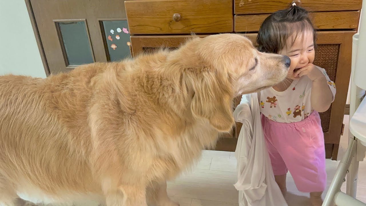 突然顔が見えなくなった1歳児を心配してかけつけるゴールデンレトリバーが優しすぎました...