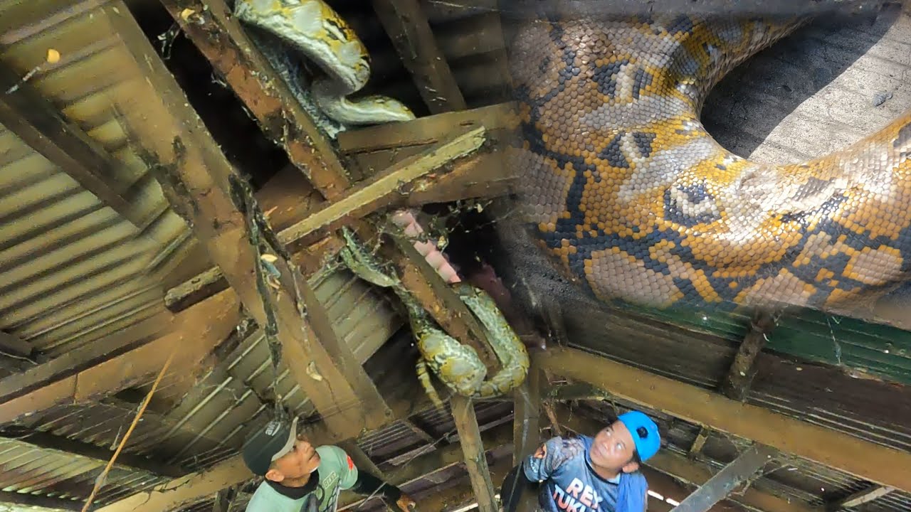 BINULABOG NG MALAKING SAWA ANG MGA RESIDENTE