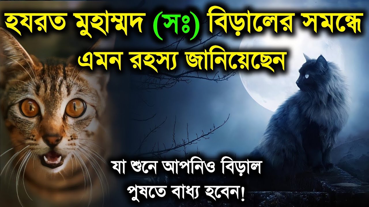 Hazrat Muhammad SW. Biraler Somondhe Ki Janiyechen? Why Cats Created | Muhammad SW | islamic - ik