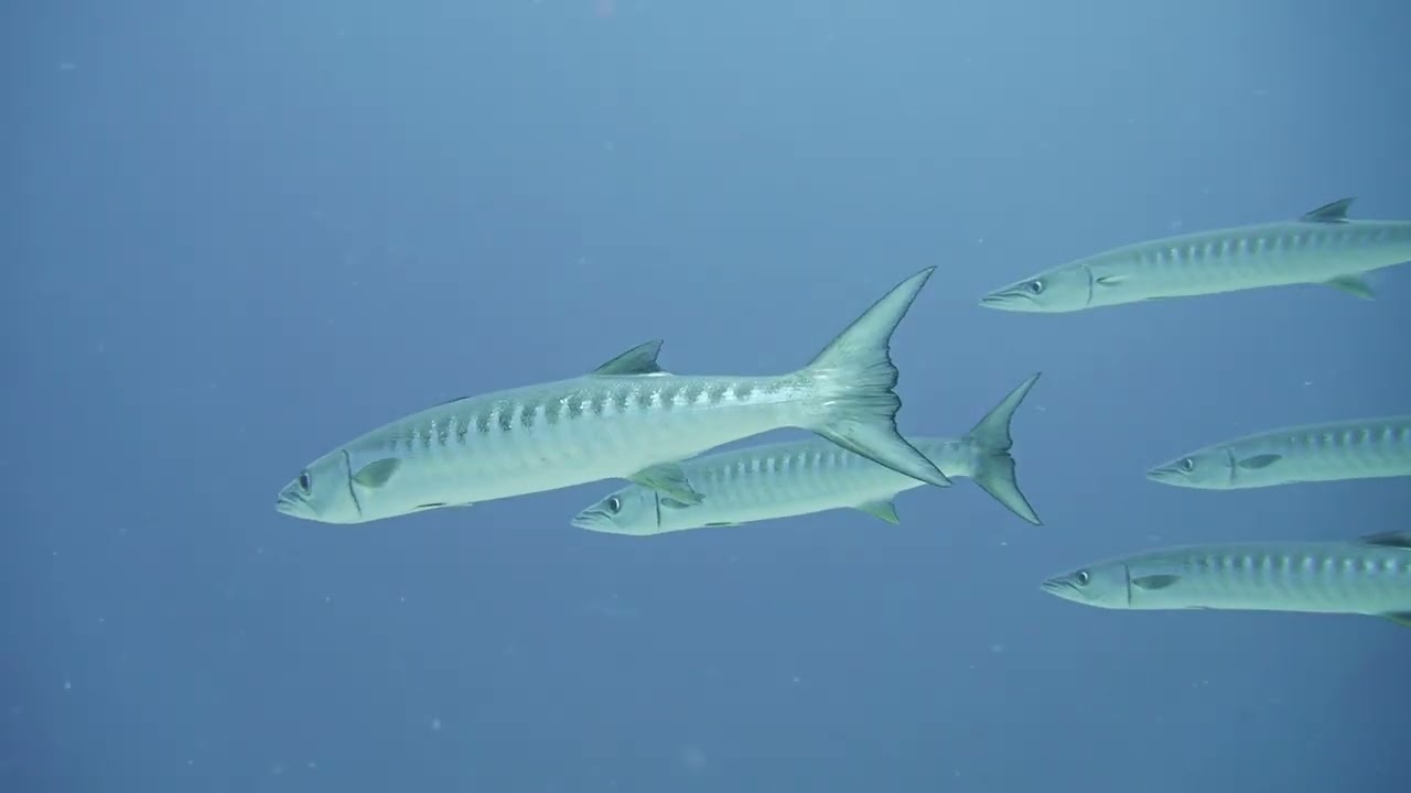 Maldives Channel Diving