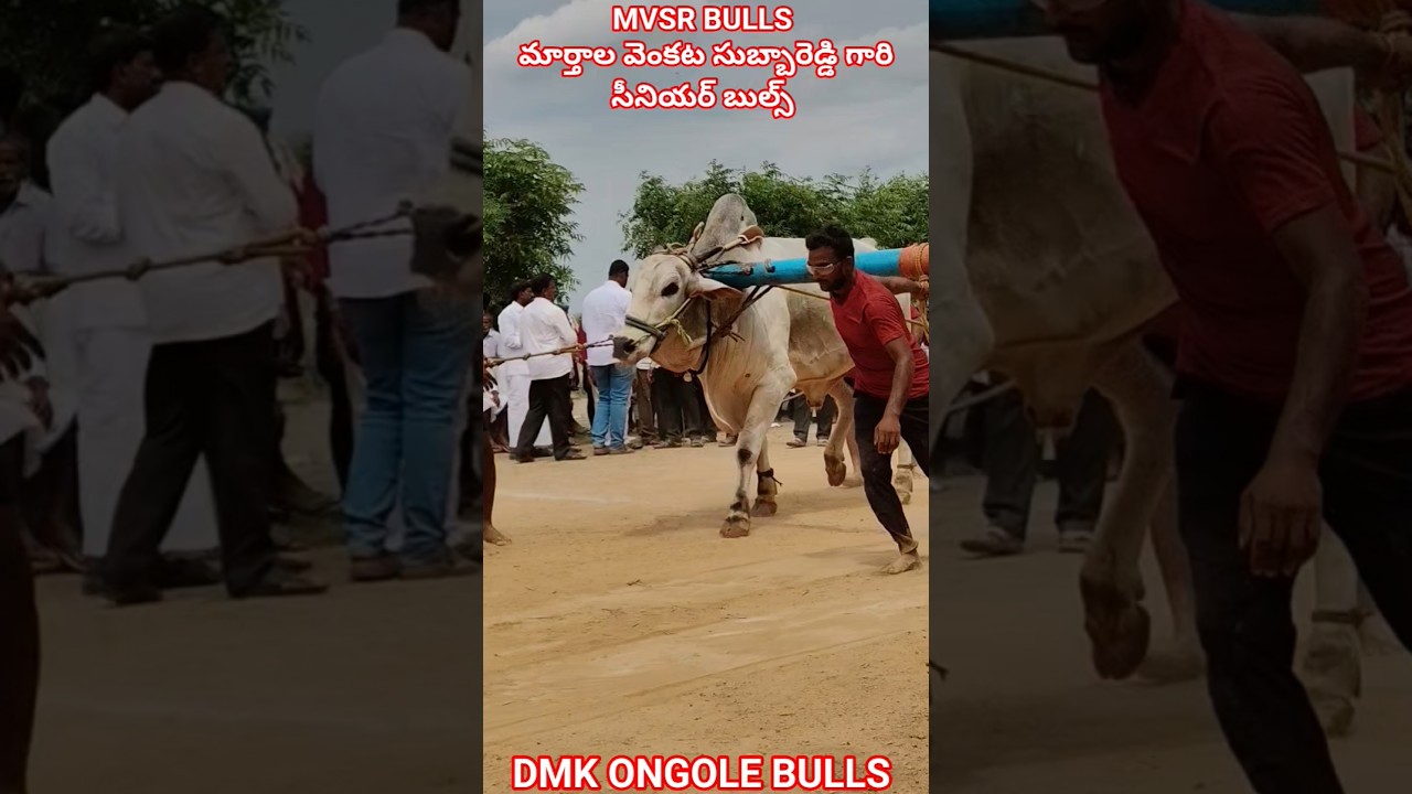 !!MVSR BULLS Gari Senior Bulls #youtubeshorts #shorts #trendingshorts