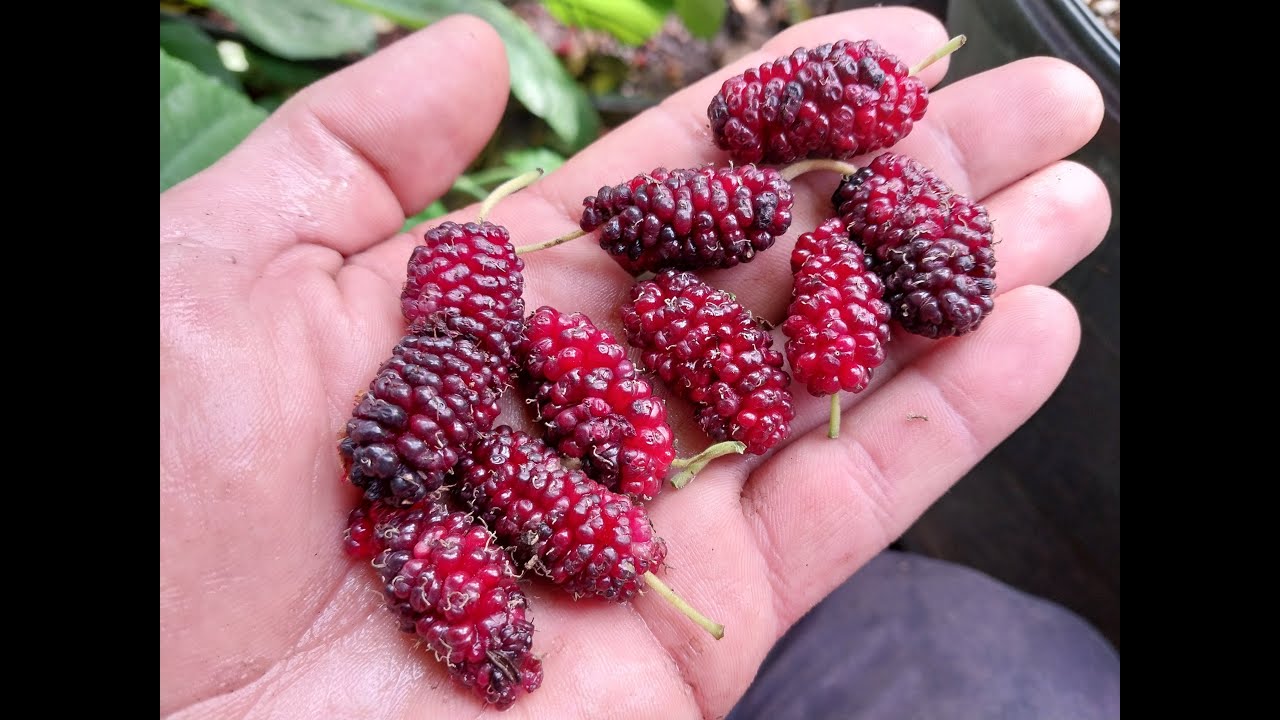 WHY are LOW CHILL hour FRUIT Trees SO  IMPORTANT in the desert!