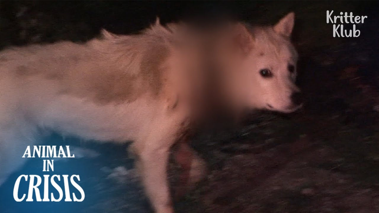 Тяжело раненая собака выходит только ночью ... | Животное в кризисе, эпизод 293
