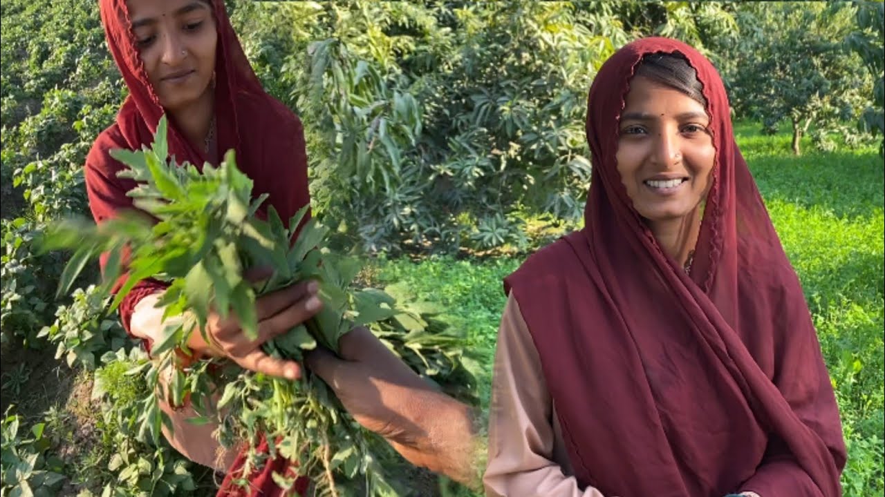 Kheton Per Sabji Todne Gaye Pakistani 🇵🇰 Village | Fields, Water & Green Veggies