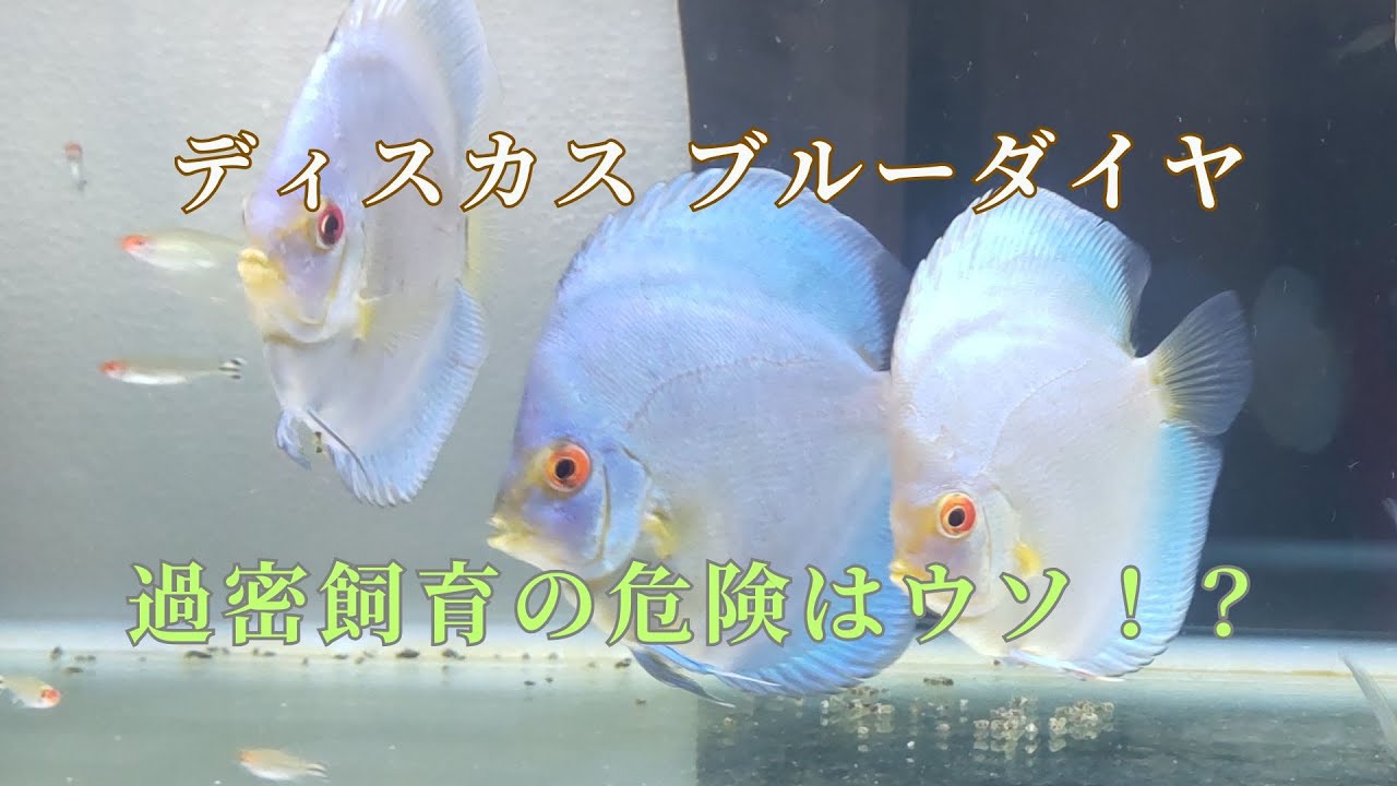 【19】ディスカスの過密飼育はメリットだらけ？！
