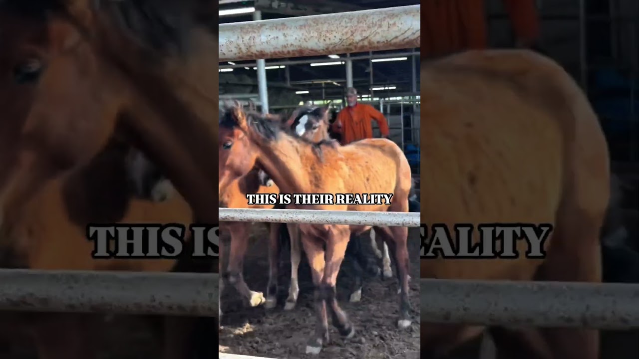 The Truth Behind the Kill Pen Pipeline&mdash;And Who Ends Up There #lovehorses #horse