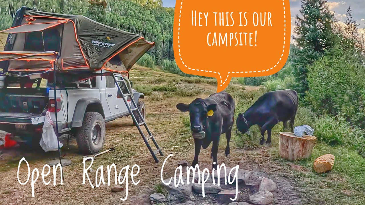 Dangers of open range camping! Exploring Colorado's high country, old mines water crossings & cattle