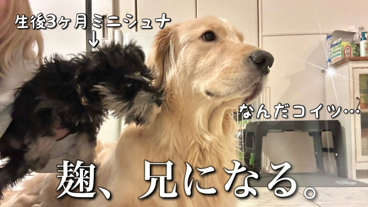 【弟が来た日】1日多頭飼い体験ではしゃぎ過ぎた麹に事件が起きました