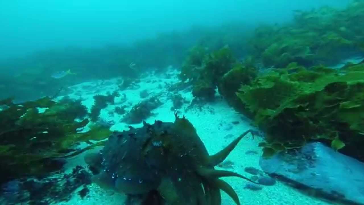 Bass Point - The Gutter (Blue Devil Cave)