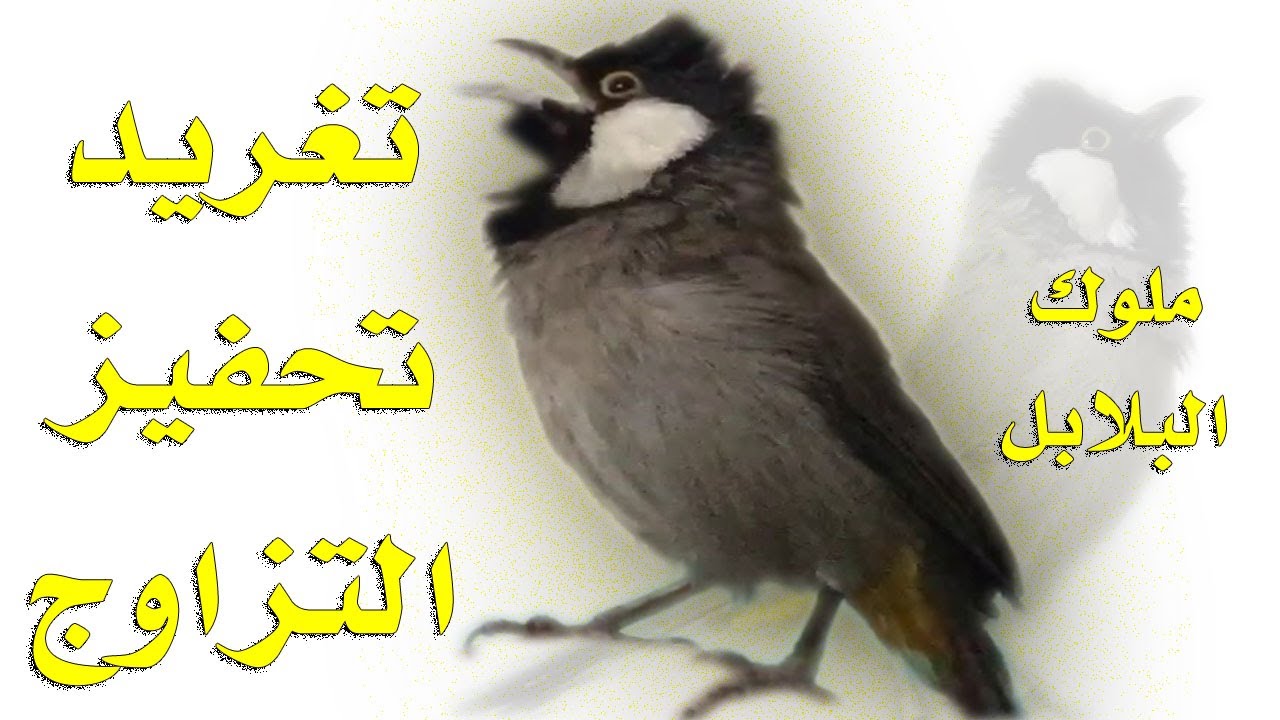 تغريد بلبل عراقي في الطبيعة لتحفيز البلابل على التزاوج