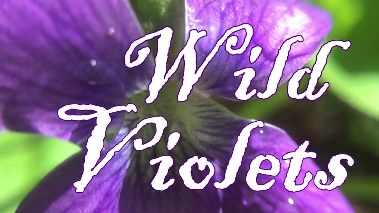 Wild Violets 🌸 Beautiful, Edible Wildflowers