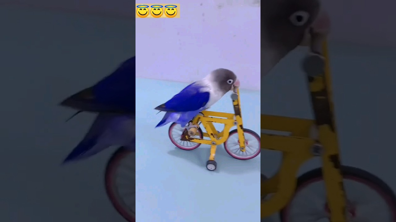 smart parrot #pets #shorts#birds #dogshorts #youtubeshorts #viral #salmankhan #tiger3
