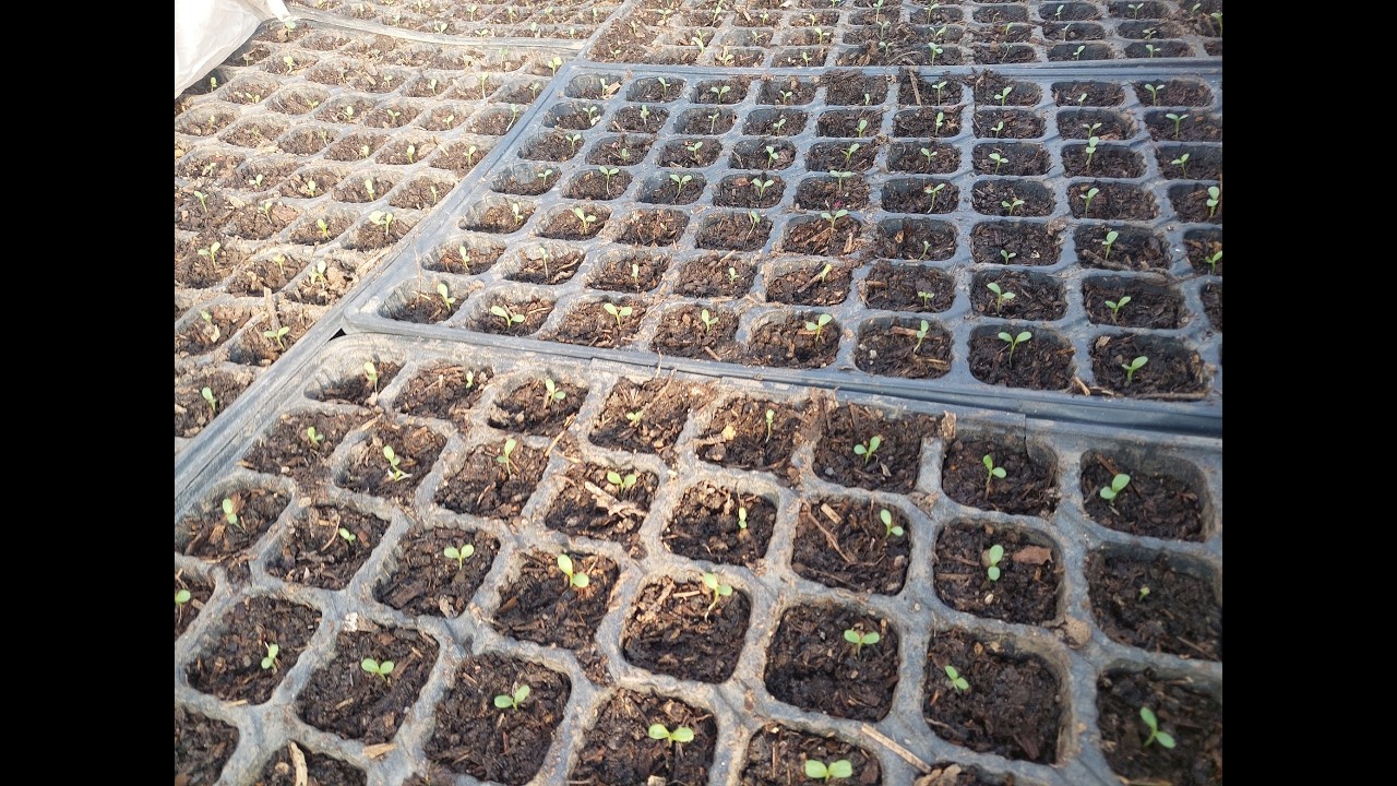 Grădinărit Organic în Ianuarie în Sud-Estul României: Rapiță, Salate și Verdețuri Proaspete