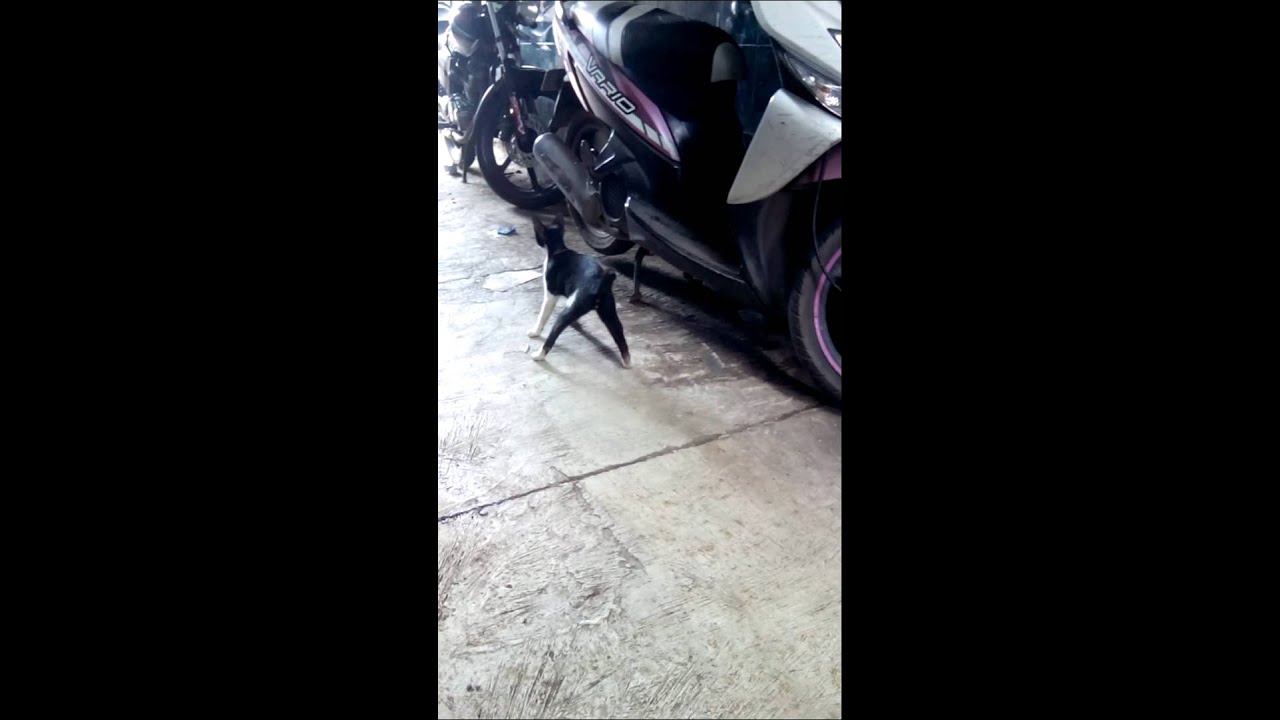 Kucing mabok berat