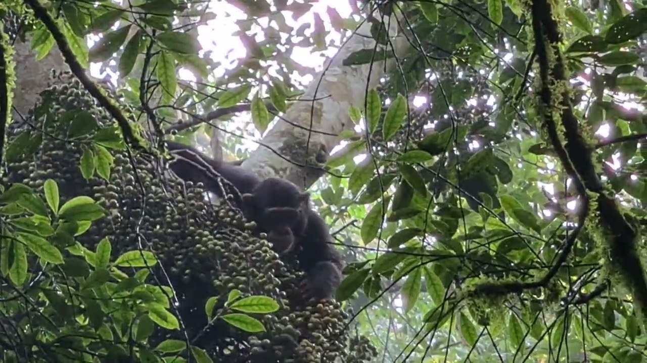 Kalinzu forest Chimp trekking - Uganda