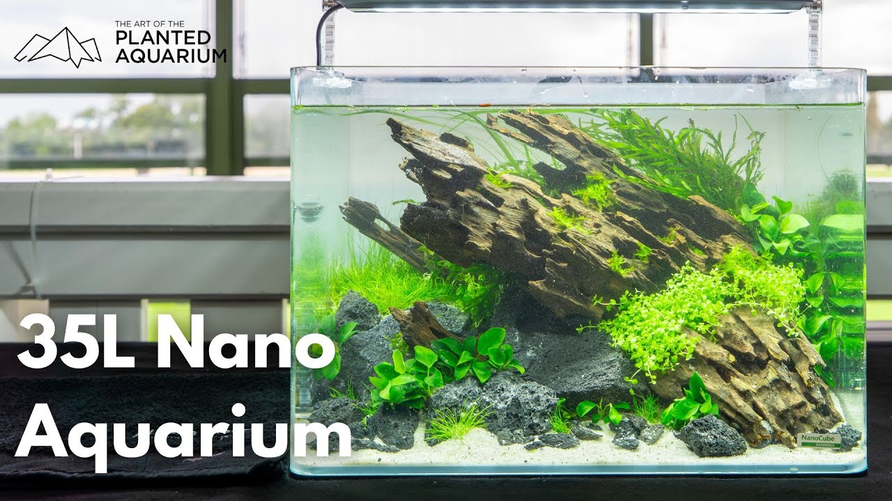 35L Dennerle Nano Aquarium einrichten! Live Wettbewerb TAotPA 2023