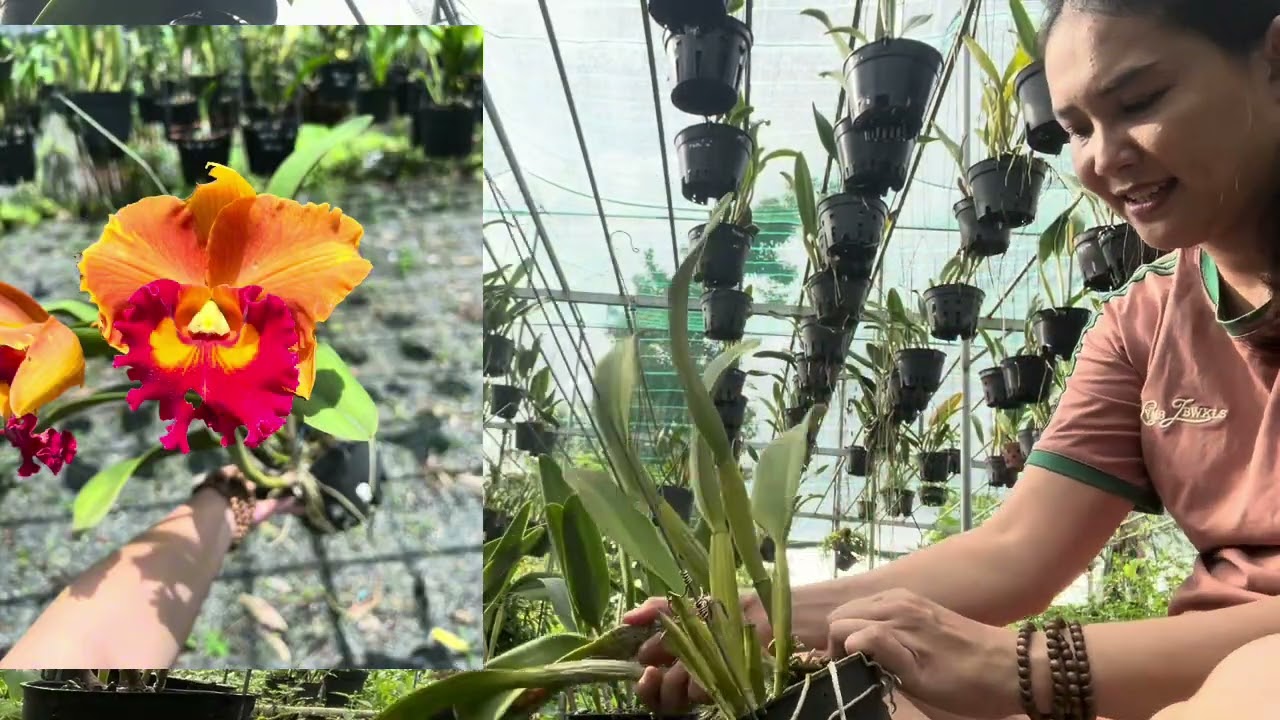 Em lên ít hướng sưu tầm.. mời anh chiu..#cattleya #orchid ..0914727162
