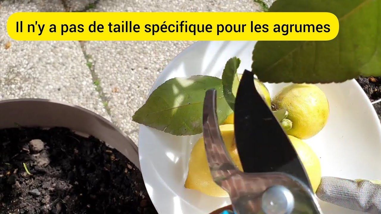 Comment je taille mes agrumes ? 2024