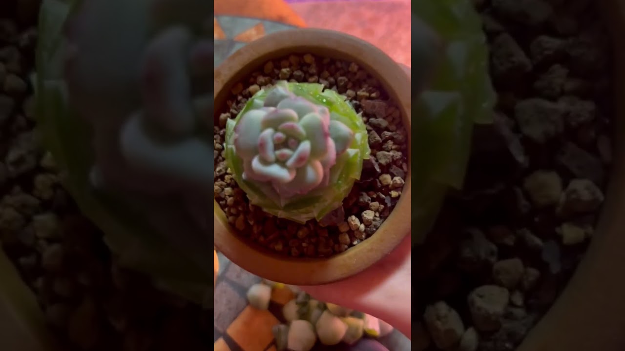 4K Succulent Office Ambience for Professional Work, Focus & Productivity