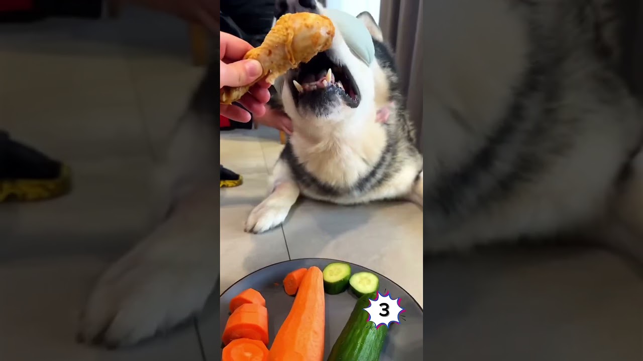 Dogs hate eating vegetables 